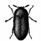 carpet-beetle-black-9573405