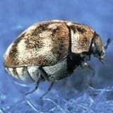 carpet-beetle-varied-4195943
