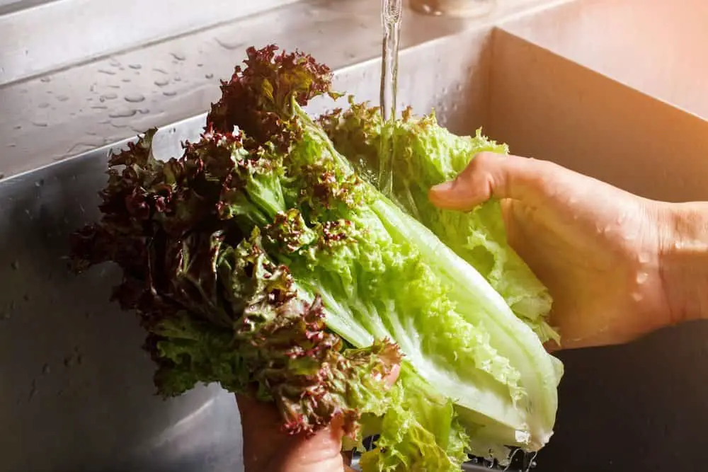 How To Wash Your Lettuce Before Freezing Them