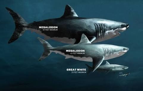 Can Megalodon be revived
